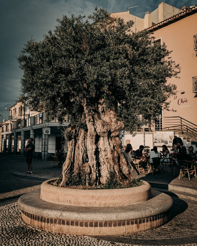 Large ancient olive tree in a lively town square with outdoor seating and historic buildings.
