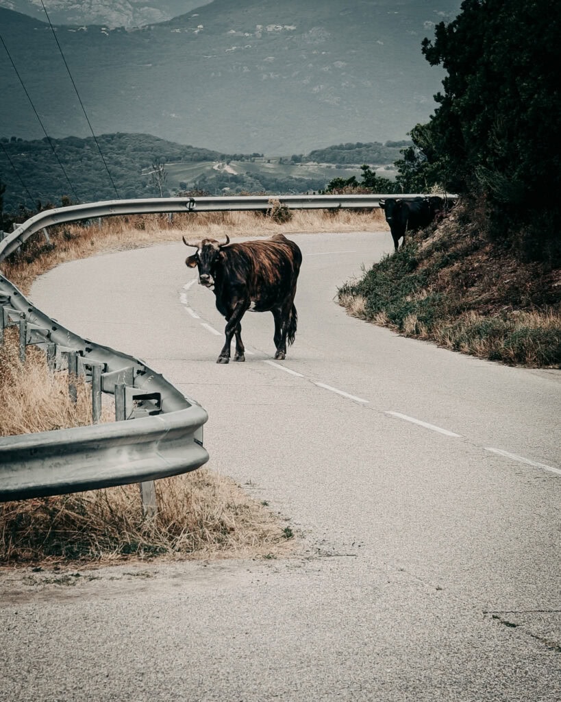 Cow standing on winding mountain road with guardrail and scenic background.